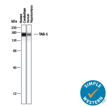 Simple Western Contactin-2/TAG1 Antibody [Unconjugated]