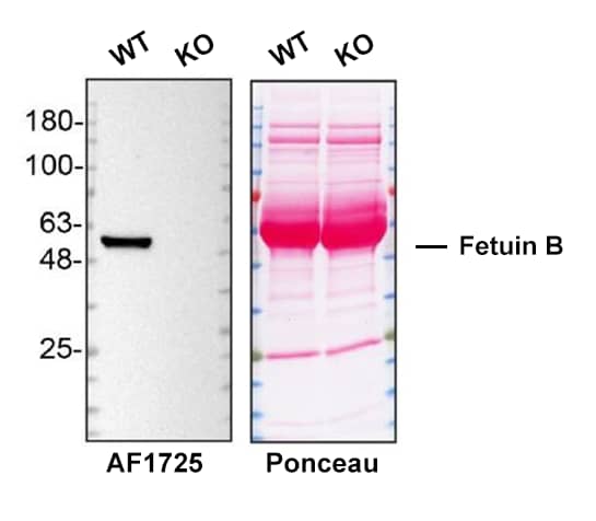 <b>Genetic Strategies Validation. </b>Western blot shows WT and Fetuin B KO serum from mouse. Nitrocellulose membrane was probed with 0.2 µg/mL of Goat Anti-Human/Mouse/Rat Fetuin B Antigen Affinity-purified Polyclonal Antibody (Catalog # AF1725) followed by HRP-conjugated donkey anti-goat IgG Secondary Antibody. A specific band was detected for Fetuin B at approximately 60 kDa (as indicated), but is not detectable in knockout sera. The Ponceau stained transfer of the blot is shown. This experiment was conducted under reducing conditions. Image, protocol, and testing courtesy of YCharOS Inc. See ycharos.com for additional details.
