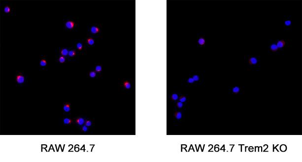 <b>Genetic Strategies Validation. </b>TREM2 was detected in immersion fixed RAW 264.7 mouse monocyte/macrophage cell line (left panel) but is not detected in TREM2 knockout (KO) RAW 264.7 Mouse Cell Line cell line (right panel) using Sheep Anti-Mouse TREM2 Antigen Affinity-purified Polyclonal Antibody (Catalog # AF1729) at 1.7 µg/mL for 3 hours at room temperature. Cells were stained using the NorthernLights™ 557-conjugated Anti-Sheep IgG Secondary Antibody (red; NL010) and counterstained with DAPI (blue). Specific staining was localized to cytoplasm. View our protocol for Fluorescent ICC Staining of Non-adherent Cells.