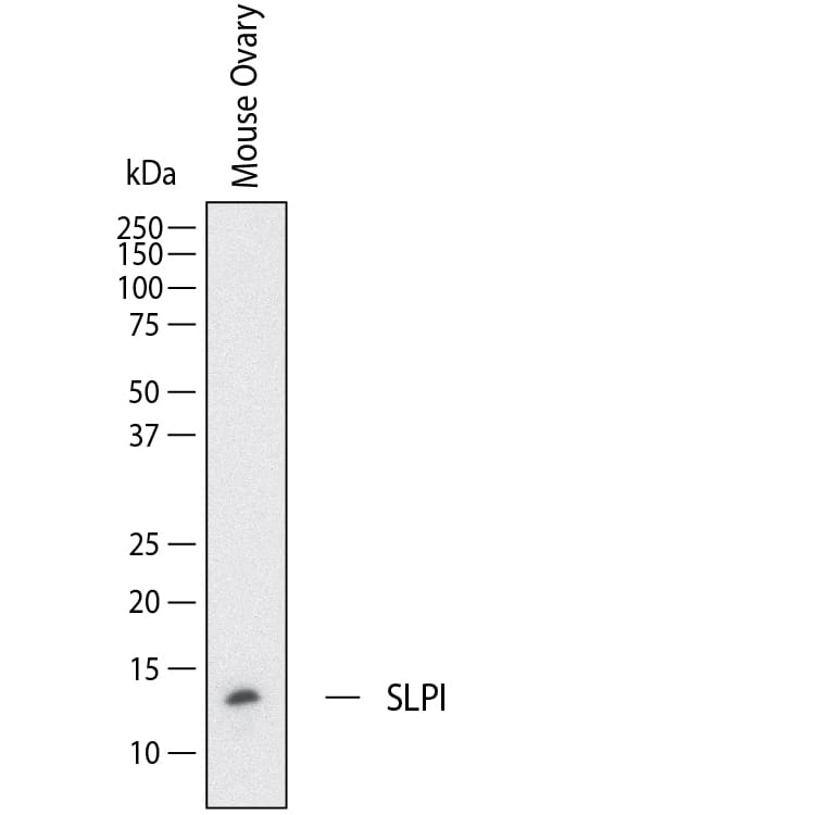 Western Blot shows lysates of mouse ovary. PVDF membrane was probed with 2 µg/ml of Goat Anti-Mouse SLPI Antigen Affinity-purified Polyclonal Antibody (Catalog # AF1735) followed by HRP-conjugated Anti-Goat IgG Secondary Antibody (Catalog # HAF017). A specific band was detected for SLPI at approximately 12 kDa (as indicated).  This experiment was conducted under reducing conditions and using Western Blot Buffer Group 1.