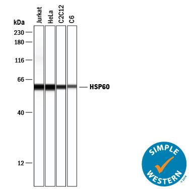 Simple Western lane view shows lysates of Jurkat human acute T cell leukemia cell line, HeLa human cervical epithelial carcinoma cell line, C2C12 mouse myoblast cell line, and C6 rat glioma cell line, loaded at 0.2 mg/mL. A specific band was detected for HSP60 at approximately 59 kDa (as indicated) using 1 µg/mL of Rabbit Anti-Human/Mouse/Rat HSP60 Antigen Affinity-purified Polyclonal Antibody (Catalog # AF1800) . This experiment was conducted under reducing conditions and using the 12-230 kDa separation system.