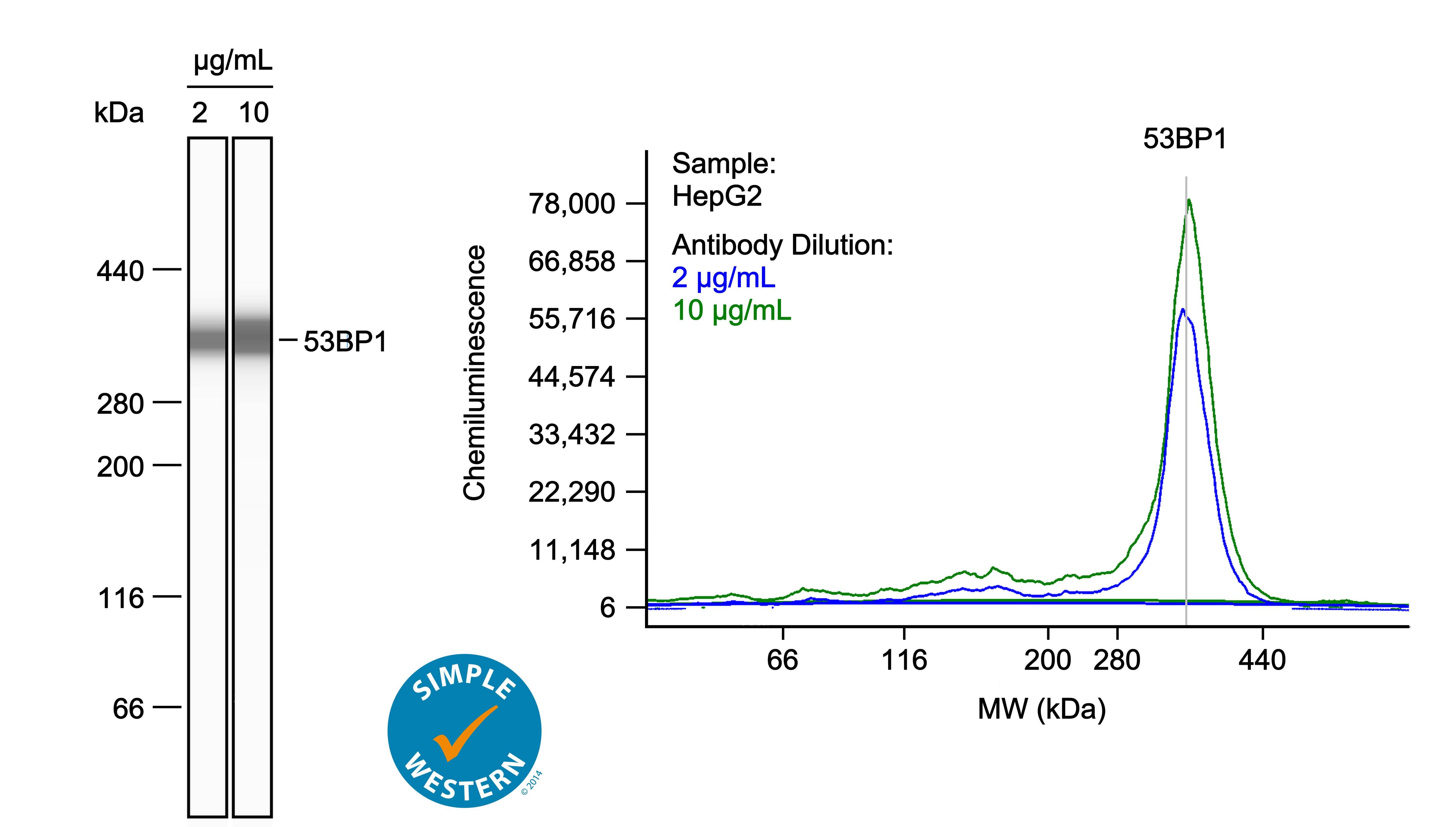 Left: Simple Western lane view shows lysates of HepG2 human hepatocellular carcinoma cell line, loaded at 1 mg/ml. A specific band was detected for 53BP1 at approximately 352 kDa (as indicated) using both 2 µg/ml and 10 µg/ml of Goat Anti-Human 53BP1 Antigen Affinity-purified Polyclonal Antibody (Catalog # af1877) followed by HRP-conjugated Donkey Anti-Goat Secondary Antibody (Catalog # 043-522-2). This experiment was conducted under reducing conditions and using the 66-440kDa separation system. Right: Simple Western electropherogram showing the same Goat Anti-Human 53BP1 Antigen Affinity-purified Polyclonal Antibody (Catalog # af1877) tested at 2 µg/ml (blue line) and 10 µg/ml (green line) in the HepG2 human hepatocellular carcinoma cell line.
