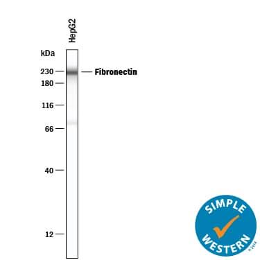Simple Western lane view shows lysates of HepG2 human hepatocellular carcinoma cell line, loaded at 0.2 mg/mL. A specific band was detected for Fibronectin at approximately 230 kDa (as indicated) using 10 µg/mL of Sheep Anti-Human/Rat Fibronectin Antigen Affinity-purified Polyclonal Antibody (Catalog # AF1918) followed by 1:50 dilution of HRP-conjugated Anti-Sheep IgG Secondary Antibody (HAF016).The 12-230kDa separation system and EZ Standard Pack 5 are recommended for detecting human Fibronectin using Simple WesternTM
