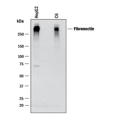 Western blot shows lysates of HepG2 human hepatocellular carcinoma cell line and C6 rat glioma cell line. PVDF membrane was probed with 0.1 µg/mL of Sheep Anti-Human/Rat Fibronectin Antigen Affinity-purified Polyclonal Antibody (Catalog # AF1918) followed by HRP-conjugated Anti-Sheep IgG Secondary Antibody (HAF016). A specific band was detected for Fibronectin at approximately 300 kDa (as indicated). This experiment was conducted under reducing conditions and using Western Blot Buffer Group 1.