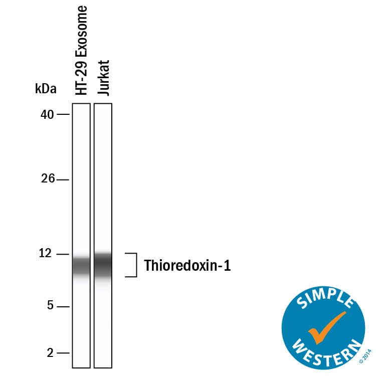 Simple Western shows lysates of Exosome Standards (HT‑29) (NBP3-11685) and Jurkat human acute T cell leukemia cell line, loaded at 0.5 mg/ml. A specific band was detected for Thioredoxin‑1 at approximately 10 kDa (as indicated) using 10 µg/mL of Goat Anti-Human Thioredoxin‑1 Antigen Affinity-purified Polyclonal Antibody (Catalog # AF1970). This experiment was conducted under reducing conditions and using the 2-40kDa separation system.