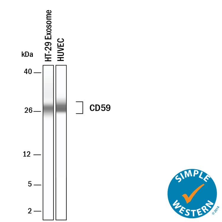 <b>Genetic Strategies Validation. </b>Simple Western lane view shows lysates of Exosome Standards (HT‑29) (NBP3-11685) and HUVEC human umbilical vein endothelial cells, loaded at 0.5 mg/ml. A specific band was detected for CD59 at approximately 27-33 kDa (as indicated) using 50 µg/ml of Goat Anti-Human CD59 Antigen Affinity-purified Polyclonal Antibody (Catalog # AF1987) followed by 1:50 dilution of HRP-conjugated Donkey Anti-Goat Secondary Antibody (Catalog # 042-206). This experiment was conducted under reducing conditions and using the 2-40kDa separation system.