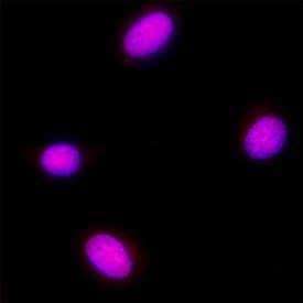 GATA‑2 was detected in immersion fixed HUVEC human umbilical vein endothelial cells using Goat Anti-Human/Mouse GATA‑2 Antigen Affinity-purified Polyclonal Antibody (Catalog # AF2046) at 5 &micro;g/mL for 3 hours at room temperature. Cells were stained using the NorthernLights&trade; 557-conjugated Anti-Goat IgG Secondary Antibody (red; NL001) and counterstained with DAPI (blue). Specific staining was localized to cell nuclei. Staining was performed using our protocol for Fluorescent ICC Staining of Non-adherent Cells.