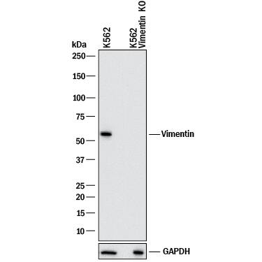 <b>Genetic Strategies Validation. </b>Western blot shows lysates of K562 human chronic myelogenous leukemia parental cell line and Vimentin knockout K562 cell line (KO). PVDF membrane was probed with 2 µg/mL of Goat Anti-Human/Mouse/Rat Vimentin Antigen Affinity-purified Polyclonal Antibody (Catalog # AF2105) followed by HRP-conjugated Anti-Goat IgG Secondary Antibody (Catalog # HAF017). A specific band was detected for Vimentin at approximately 55 kDa (as indicated) in the parental K562 cell line, but is not detectable in knockout K562 cell line. GAPDH (AF5718) is shown as a loading control. This experiment was conducted under reducing conditions and using Western Blot Buffer Group 1.