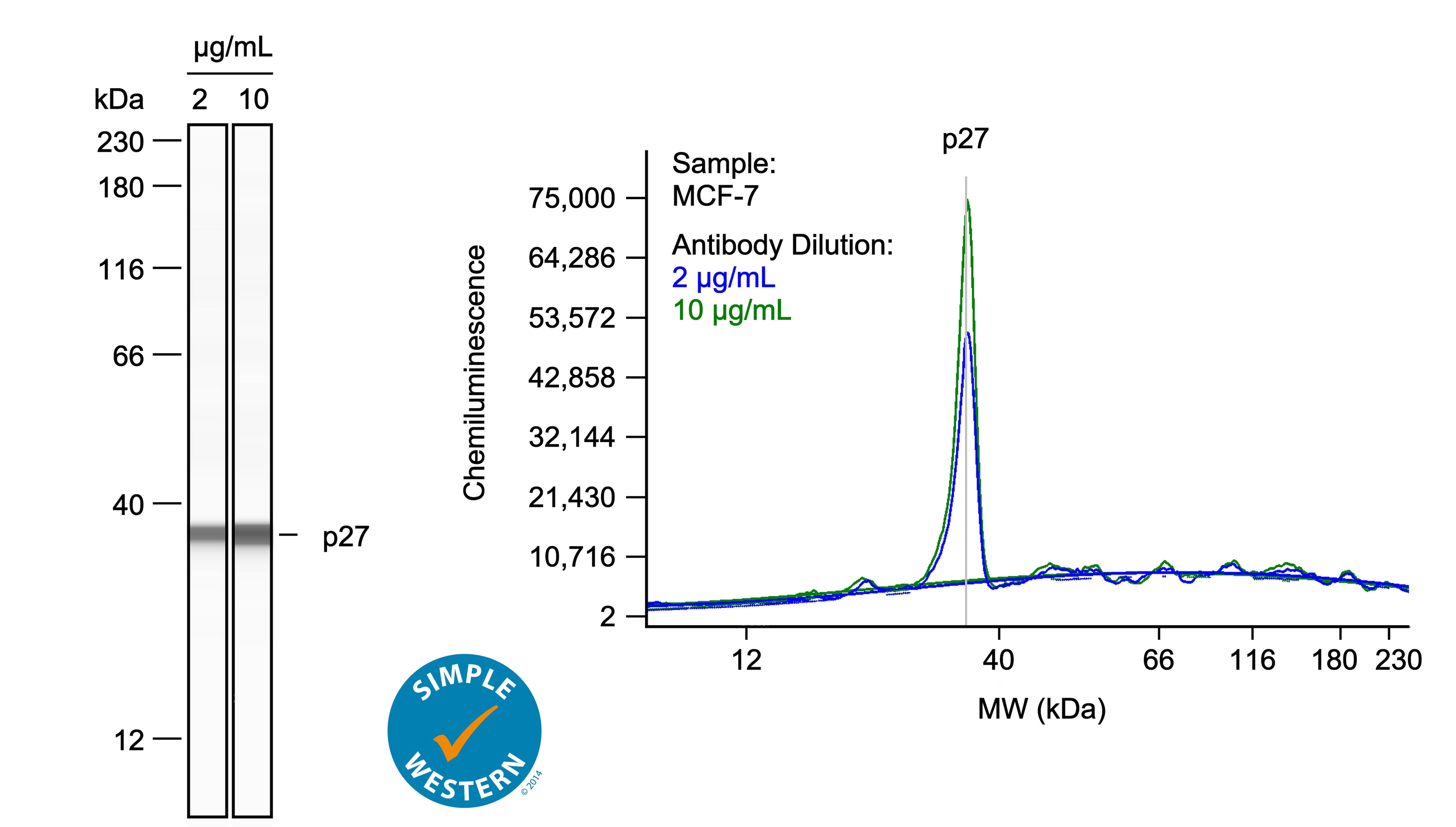 Left: Simple Western lane view shows lysates of MCF‑7 human breast cancer cell line, loaded at 1 mg/ml. A specific band was detected for p27/Kip1 at approximately 36 kDa (as indicated) using both 2 µg/ml and 10 µg/ml of Goat Anti-Human/Mouse/Rat p27/Kip1 Antigen Affinity-purified Polyclonal Antibody (Catalog # AF2256) followed by HRP-conjugated Donkey Anti-Goat Secondary Antibody (Catalog # 043-522-2). This experiment was conducted under reducing conditions and using the 12-230kDa separation system. Right: Simple Western electropherogram showing the same Goat Anti-Human/Mouse/Rat p27/Kip1 Antigen Affinity-purified Polyclonal Antibody (Catalog # AF2256) tested at 2 µg/ml (blue line) and 10 µg/ml (green line) in the MCF‑7 human breast cancer cell line.