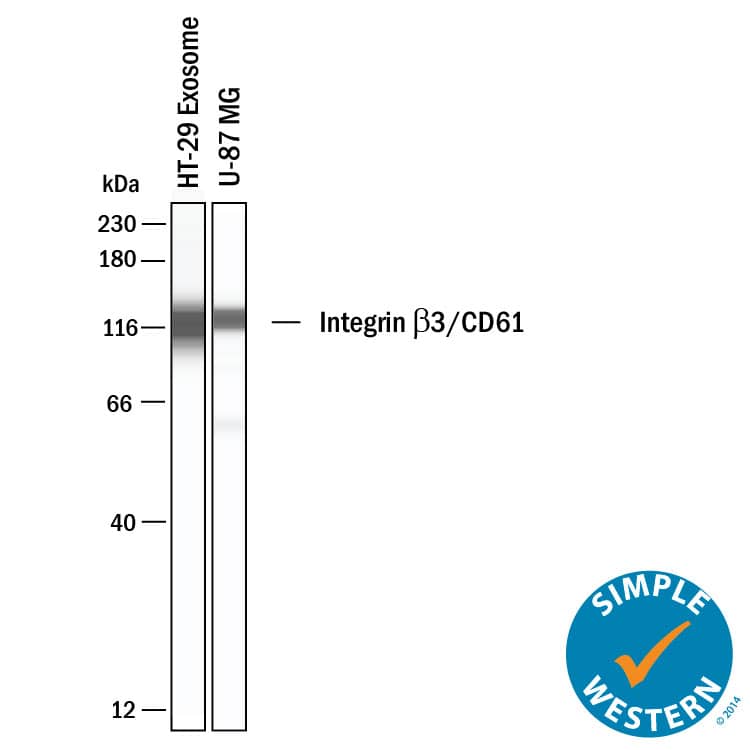 Simple Western shows lysates of Exosome Standards (HT‑29) (NBP3-11685) and U‑87 MG human glioblastoma/astrocytoma cell line, loaded at 0.5 mg/ml. A specific band was detected for Integrin  beta 3/CD61 at approximately 116 kDa (as indicated) using 20 µg/mL of Goat Anti-Human Integrin  beta 3/CD61 Antigen Affinity-purified Polyclonal Antibody (Catalog # AF2266). This experiment was conducted under reducing conditions and using the 12-230kDa separation system.
