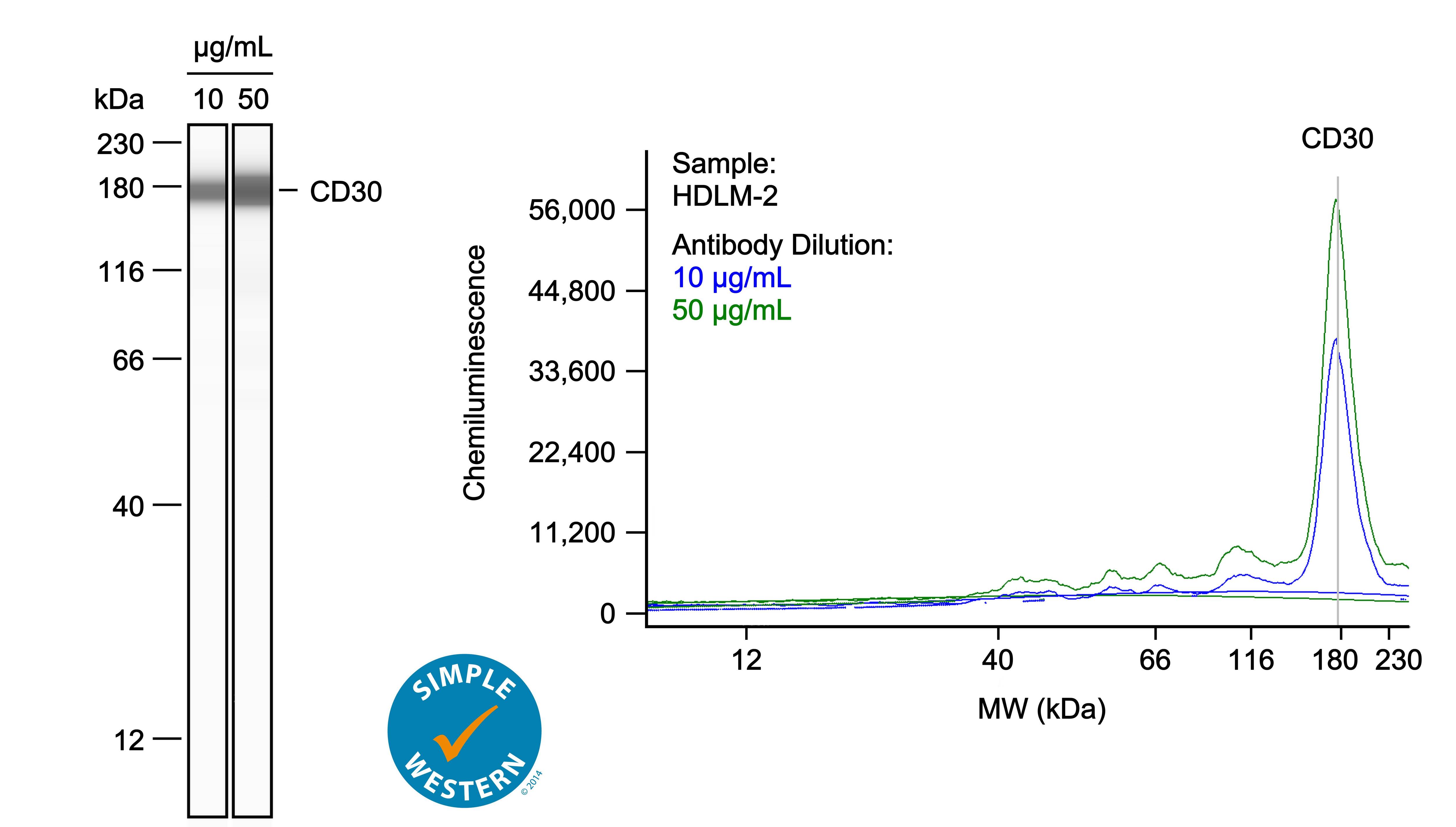 Left: Simple Western lane view shows lysates of HDLM‑2 human Hodgkin’s lymphoma cell line, loaded at 0.5 mg/ml. A specific band was detected for CD30/TNFRSF8 at approximately 178 kDa (as indicated) using both 10 µg/ml and 50 µg/ml of Goat Anti-Human CD30/TNFRSF8 Antigen Affinity-purified Polyclonal Antibody (Catalog # AF229) followed by HRP-conjugated Donkey Anti-Goat Secondary Antibody (Catalog # 043-522-2). This experiment was conducted under reducing conditions and using the 12-230kDa separation system. Right: Simple Western electropherogram showing the same Goat Anti-Human CD30/TNFRSF8 Antigen Affinity-purified Polyclonal Antibody (Catalog # AF229) tested at 10 µg/ml (blue line) and 50 µg/ml (green line) in the HDLM‑2 human Hodgkin’s lymphoma cell line.