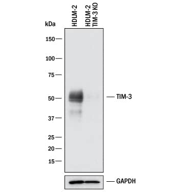 Knockout Validated TIM-3 Antibody [Unconjugated]