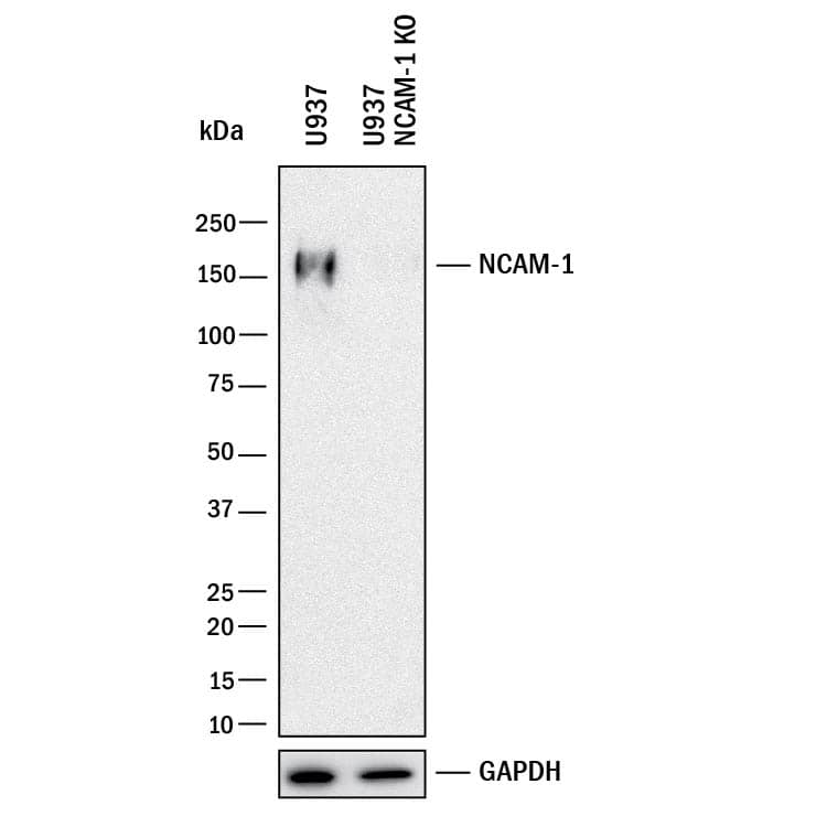 Knockout Validated NCAM-1/CD56 Antibody [Unconjugated]