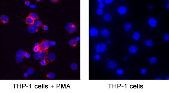 Chitinase 3‑like 1/YKL-40 was detected in immersion fixed THP‑1 human acute monocytic leukemia cell line treated with PMA (positive staining) and THP‑1 human acute monocytic leukemia cell line (untreated; negative staining) using Goat Anti-Human Chitinase 3‑like 1/YKL-40 Antigen Affinity-purified Polyclonal Antibody (Catalog # AF2599) at 1.7 &micro;g/mL for 3 hours at room temperature. Cells were stained using the NorthernLights&trade; 557-conjugated Anti-Goat IgG Secondary Antibody (red; NL001) and counterstained with DAPI (blue). Specific staining was localized to cytoplasm. Staining was performed using our protocol for Fluorescent ICC Staining of Non-adherent Cells.