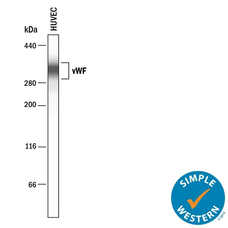 Simple Western lane view shows lysates of HUVEC human umbilical vein endothelial cells, loaded at 0.2 mg/mL. A specific band was detected for vWF‑A2 at approximately 250-350 kDa (as indicated) using 5 µg/mL of Sheep Anti-Human vWF‑A2 Antigen Affinity-purified Polyclonal Antibody (Catalog # AF2764) . This experiment was conducted under reducing conditions and using the 66-440 kDa separation system.