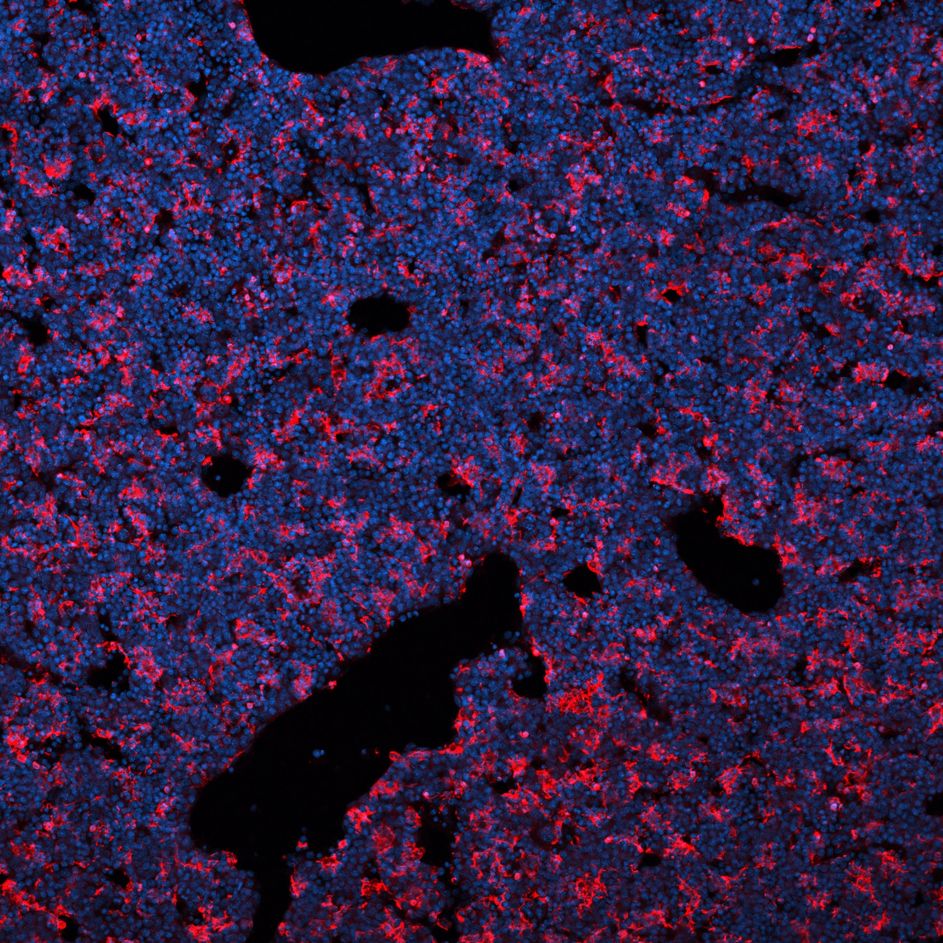 Immunohistochemistry-Frozen TIM-4 Antibody [Unconjugated]
