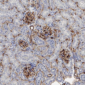 Immunohistochemistry ESAM Antibody [Unconjugated]