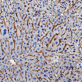 Immunohistochemistry ESAM Antibody [Unconjugated]