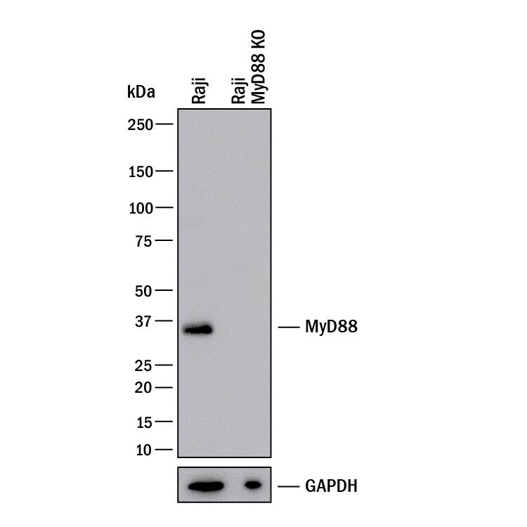 <b>Genetic Strategies Validation. </b>Western blot shows lysates of Raji human Burkitt's lymphoma cell line and human MyD88 knockout Raji human Burkitt's lymphoma cell line (KO). PVDF membrane was probed with 0.5 µg/mL of Goat Anti-Human MyD88 Antigen Affinity-purified Polyclonal Antibody (Catalog # AF2928) followed by HRP-conjugated Anti-Goat IgG Secondary Antibody (HAF017). A specific band was detected for MyD88 at approximately 35 kDa (as indicated) in the parental Raji human Burkitt's lymphoma cell line, but is not detectable in knockout Raji human Burkitt's lymphoma cell line. GAPDH (AF5718) is shown as a loading control. This experiment was conducted under reducing conditions and using Western Blot Buffer Group 1.
