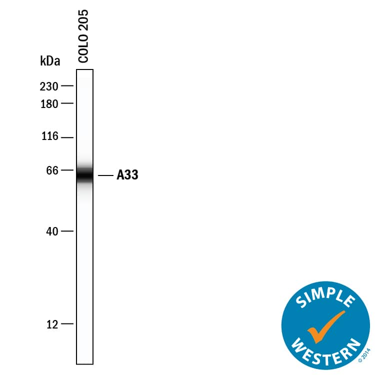 Simple Western lane view shows lysates of COLO 205 human colorectal adenocarcinoma cell line, loaded at 0.2 mg/mL. A specific band was detected for A33 at approximately 64 kDa (as indicated) using 20 µg/mL of Goat Anti-Human A33 Antigen Affinity-purified Polyclonal Antibody (Catalog # AF3080) . This experiment was conducted under reducing conditions and using the 12-230 kDa separation system.