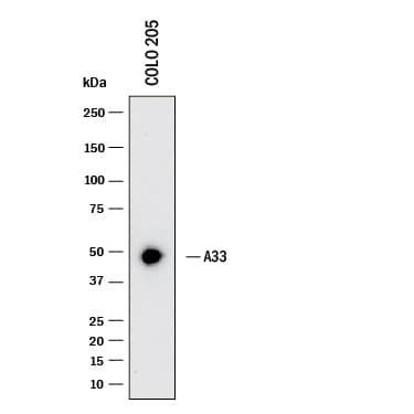 Western blot shows lysates of COLO 205 human colorectal adenocarcinoma cell line. PVDF membrane was probed with 1 µg/mL of Goat Anti-Human A33 Antigen Affinity-purified Polyclonal Antibody (Catalog # AF3080) followed by HRP-conjugated Anti-Goat IgG Secondary Antibody (HAF017). A specific band was detected for A33 at approximately 45 kDa (as indicated). This experiment was conducted under reducing conditions and using Western Blot Buffer Group 1.