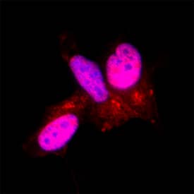 Immunocytochemistry HAND1 Antibody [Unconjugated]