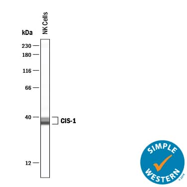 Simple Western CISH/CIS-1 Antibody [Unconjugated]