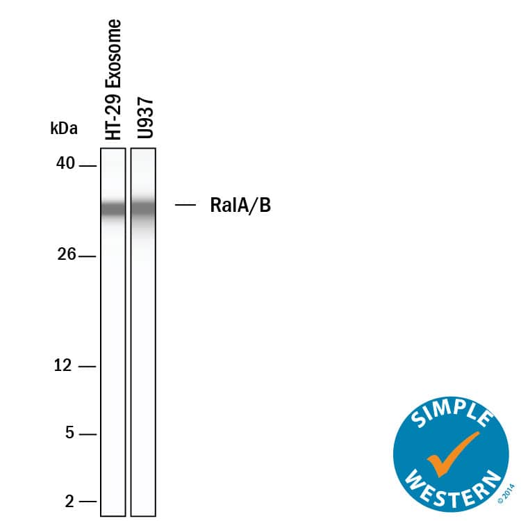 N/A RalA/RalB Antibody [Unconjugated]