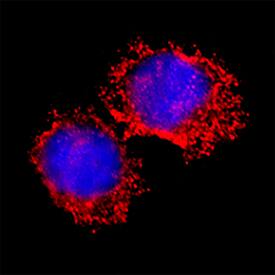 Fgr was detected in immersion fixed U937 human histiocytic lymphoma cell line using Goat Anti-Human/Rat Fgr Antigen Affinity-purified Polyclonal Antibody (Catalog # AF3207) at 15 &micro;g/mL for 3 hours at room temperature. Cells were stained using the NorthernLights&trade; 557-conjugated Anti-Goat IgG Secondary Antibody (red; NL001) and counterstained with DAPI (blue). Specific staining was localized to cytoplasm. Staining was performed using our protocol for Fluorescent ICC Staining of Non-adherent Cells.