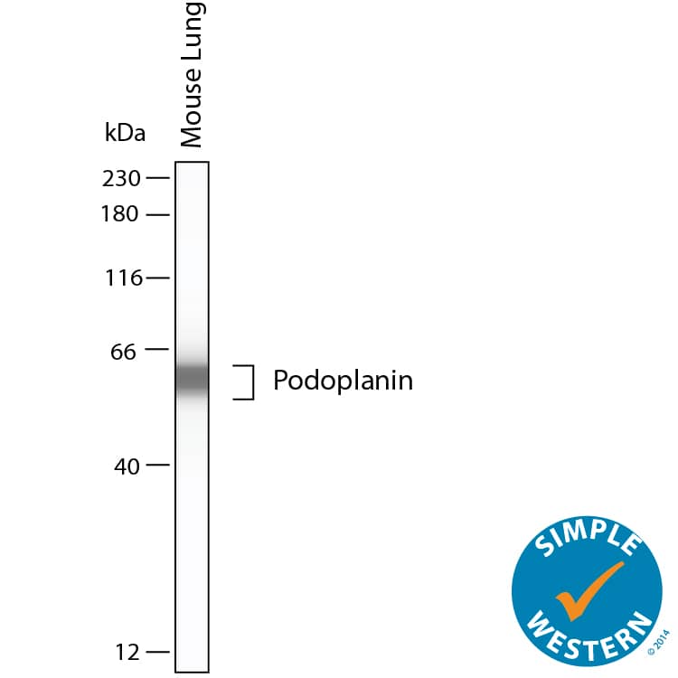 Simple Western shows lysates of mouse lung, loaded at 0.5 mg/ml. A specific band was detected for Podoplanin at approximately 60 kDa (as indicated) using 10 µg/mL of Goat Anti-Mouse Podoplanin Antigen Affinity-purified Polyclonal Antibody (Catalog # AF3244). This experiment was conducted under reducing conditions and using the 12-230kDa separation system.