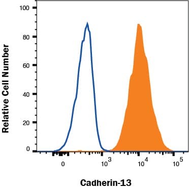 HIF-1 activation-induced T-cadherin upregulation increased adiponectin accumulation and EV production. (A) Western blot analysis of total cell lysates. UV-F2 cells cultured in DMEM containing 5% serum from adiponectin knockout mice were treated with or without high molecular weight adiponectin (HMW-APN) (10 μg/mL) and roxadustat (Roxa) (50 μM) for 48 h (n = 3 for each group). (B) Western blot analysis of EVs isolated from cell culture medium by differential ultracentrifugation. UV-F2 cells cultured in FBS-free Advanced DMEM were treated with or without HMW-APN (20 μg/mL) and roxadustat (50 μM) for 48 h (n = 3 for each group). Alix, TSG101, and syntenin were evaluated as EV markers. (C) Western blot analysis of total cell lysates. UV-F2 cells transfected control (Cont) or T-cadherin (T-cad) siRNA were cultured in DMEM containing 5% serum from adiponectin knockout mice with or without HMW-APN (20 μg/mL) and roxadustat (50 μM) for 48 h (n = 3 for each group). (D) Western blot analysis of EVs isolated from cell culture medium. UV-F2 cells transfected Cont or T-cad siRNA were cultured in FBS-free Advanced DMEM with or without HMW-APN (20 μg/mL) and roxadustat (50 μM) for 48 h (n = 3). Data are means ± SEMs. *p AB-108-C, open histogram) followed by Allophycocyanin-conjugated Anti-Goat IgG Secondary Antibody (Catalog # F0108). View our protocol for Staining Membrane-associated Proteins. 