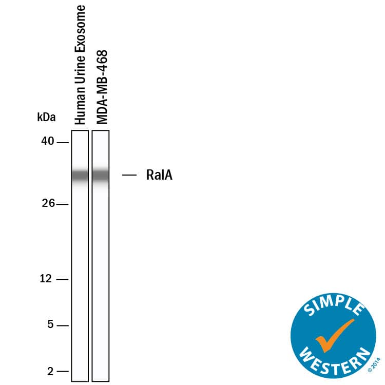 Simple Western shows lysates of Exosome Standards (Human Urine) (NBP2-49840) and MDA‑MB‑468 human breast cancer cell line, loaded at 0.5 mg/ml. A specific band was detected for RalA at approximately 32 kDa (as indicated) using 20 µg/mL of Goat Anti-Human/Mouse/Rat RalA Antigen Affinity-purified Polyclonal Antibody (Catalog # AF3270). This experiment was conducted under reducing conditions and using the 2-40kDa separation system.