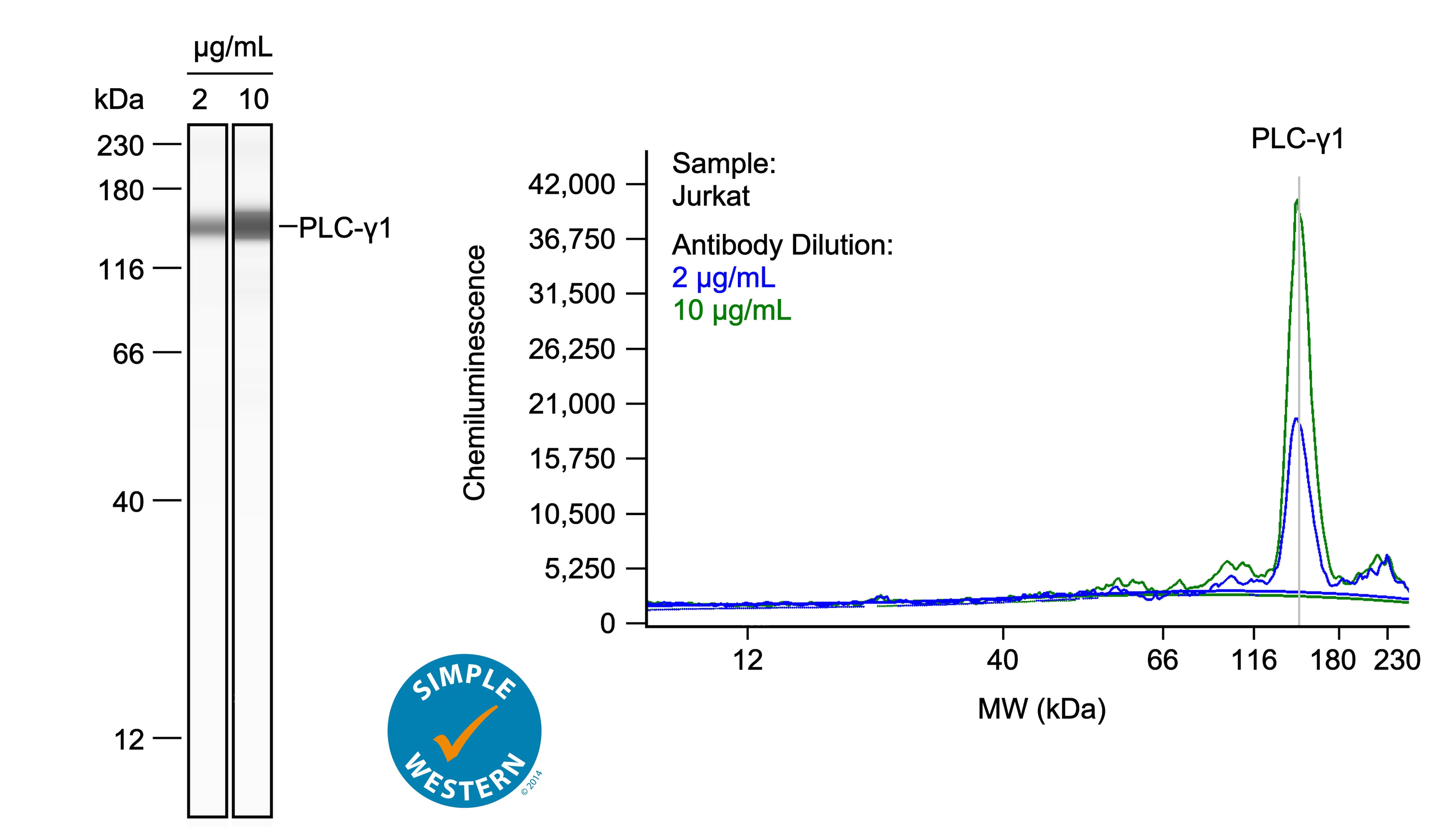 Left: Simple Western lane view shows lysates of Jurkat human acute T cell leukemia cell line, loaded at 0.1 mg/ml. A specific band was detected for PLC‑ gamma 1 at approximately 150 kDa (as indicated) using both 2 µg/ml and 10 µg/ml of Goat Anti-Human/Mouse/Rat PLC‑ gamma 1 Antigen Affinity-purified Polyclonal Antibody (Catalog # AF3288) followed by HRP-conjugated Donkey Anti-Goat Secondary Antibody (Catalog # 043-522-2). This experiment was conducted under reducing conditions and using the 12-230kDa separation system. Right: Simple Western electropherogram showing the same Goat Anti-Human/Mouse/Rat PLC‑ gamma 1 Antigen Affinity-purified Polyclonal Antibody (Catalog # AF3288) tested at 2 µg/ml (blue line) and 10 µg/ml (green line) in the Jurkat human acute T cell leukemia cell line.