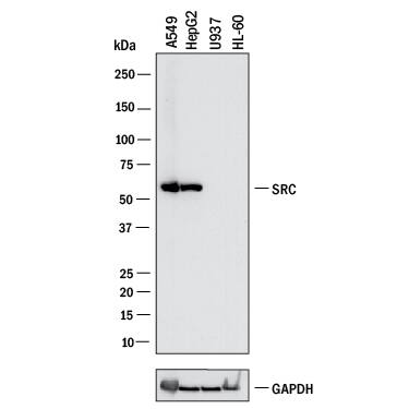 Western blot shows lysates of A549 human lung carcinoma cell line, HepG2 human hepatocellular carcinoma cell line, U937 human histiocytic lymphoma cell line (negative control), and HL‑60 human acute promyelocytic leukemia cell line (negative control). PVDF membrane was probed with 0.5 µg/mL of Goat Anti-Human/Mouse/Rat Src Antigen Affinity-purified Polyclonal Antibody (Catalog # AF3389) followed by HRP-conjugated Anti-Goat IgG Secondary Antibody (HAF017). A specific band was detected for Src at approximately 60 kDa (as indicated). GAPDH (Catalog # AF5718) is shown as a loading control. This experiment was conducted under reducing conditions and using Western Blot Buffer Group 1.