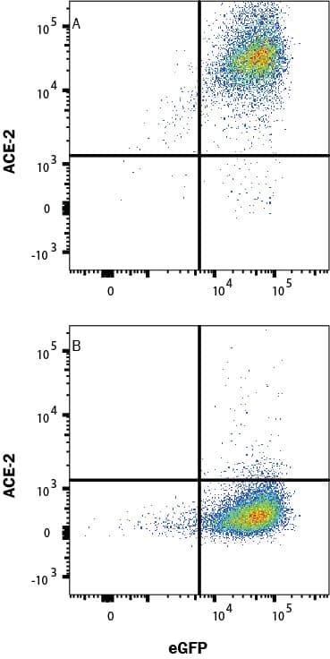Flow Cytometry ACE-2 Antibody [Unconjugated]