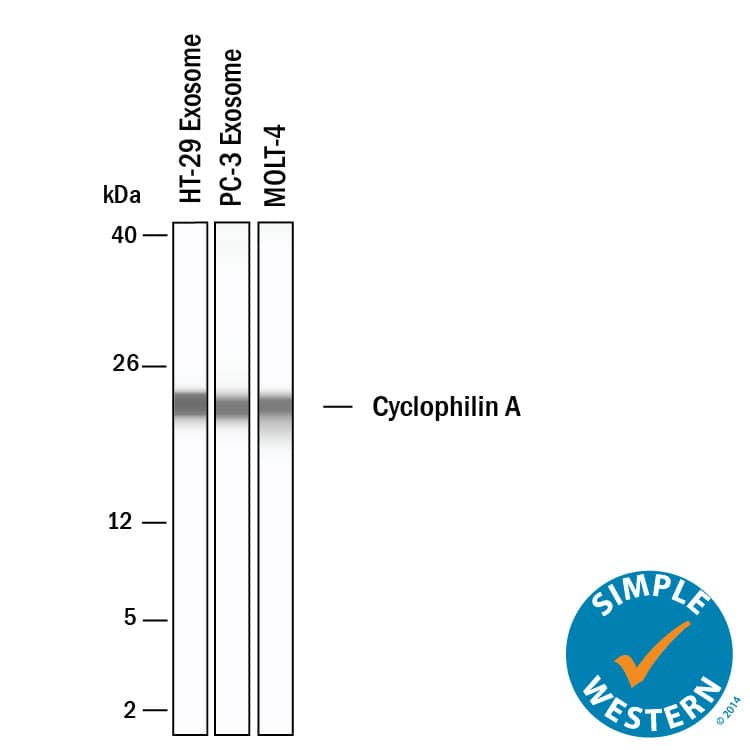 Simple Western shows lysates of Exosome Standards (HT‑29) (NBP3-11685), Exosome Standards (PC‑3) (NBP2-49856) and MOLT‑4 human acute lymphoblastic leukemia cell line, loaded at 0.5 mg/ml. A specific band was detected for Cyclophilin A at approximately 23 kDa (as indicated) using 50 µg/mL of Goat Anti-Human/Mouse/Rat Cyclophilin A Antigen Affinity-purified Polyclonal Antibody (Catalog # AF3589). This experiment was conducted under reducing conditions and using the 2-40kDa separation system.