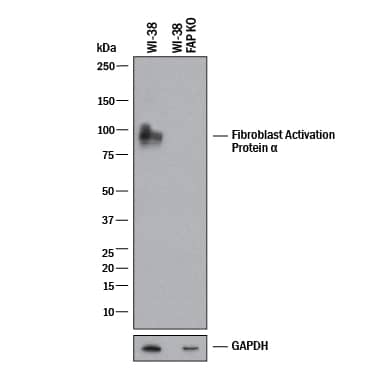 <b>Genetic Strategies Validation. </b>Western blot shows lysates of WI‑38 human lung fibroblast cell line and human FAP knockout WI‑38 human lung fibroblast cell line. PVDF membrane was probed with 0.5 µg/mL of Sheep Anti-Human Fibroblast Activation Protein  alpha /FAP Antigen Affinity-purified Polyclonal Antibody (Catalog # AF3715) followed by HRP-conjugated Anti-Sheep IgG Secondary Antibody (HAF016). A specific band was detected for Fibroblast Activation Protein  alpha /FAP at approximately 97 kDa (as indicated) in the parental WI‑38 human lung fibroblast cell line, but is not detectable in knockout WI‑38 human lung fibroblast cell line. GAPDH (AF5718) is shown as a loading control. This experiment was conducted under reducing conditions and using Western Blot Buffer Group 1.