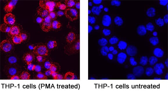 Immunocytochemistry SHP-2/PTPN11 [p Tyr542] Antibody [Unconjugated]