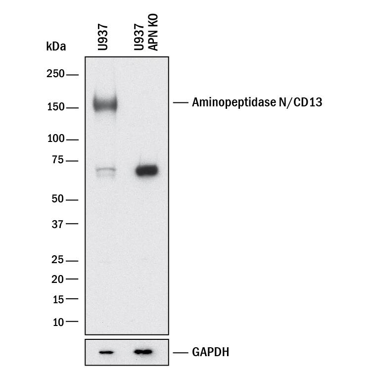 <b>Genetic Strategies Validation. </b>Western blot shows lysates of U937 human histiocytic lymphoma cell line and human APN knockout U937 human histiocytic lymphoma cell line (KO). PVDF membrane was probed with 0.5 µg/mL of Sheep Anti-Human Aminopeptidase N/CD13 Antigen Affinity-purified Polyclonal Antibody (Catalog # AF3815) followed by HRP-conjugated Anti-Sheep IgG Secondary Antibody (HAF016). A specific band was detected for Aminopeptidase N/CD13 at approximately 150 kDa (as indicated) in the parental U937 human histiocytic lymphoma cell line, but is not detectable in knockout U937 human histiocytic lymphoma cell line. GAPDH (AF5718) is shown as a loading control. This experiment was conducted under reducing conditions and using Western Blot Buffer Group 1.