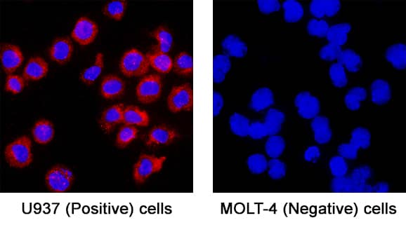 CD14 was detected in immersion fixed U937 human histiocytic lymphoma cells (positive) and absent in MOLT‑4 human acute lymphoblastic leukemia cells (negative) using Goat Anti-Human CD14 Antigen Affinity-purified Polyclonal Antibody (Catalog # AF3831) at 5 µg/mL for 3 hours at room temperature. Cells were stained using the NorthernLights™ 557-conjugated Anti-Sheep IgG Secondary Antibody (red; Catalog # NL010) and counterstained with DAPI (blue). Specific staining was localized to cell surface. View our protocol for Fluorescent ICC Staining of Non-adherent Cells.