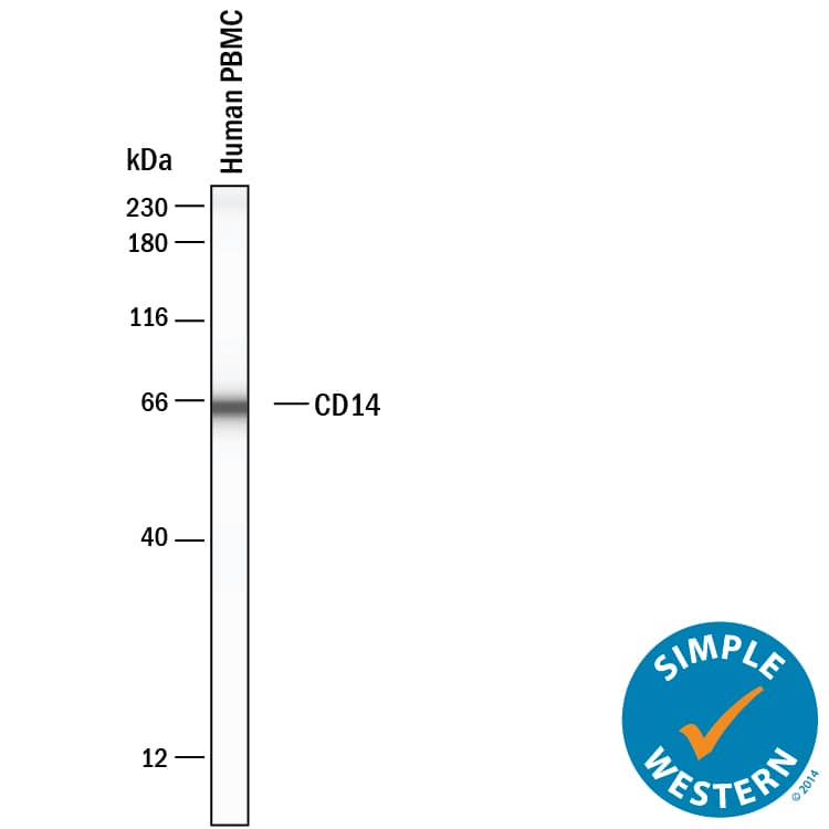 Simple Western lane view shows lysates of Human PBMC, loaded at 0.2 mg/mL. A specific band was detected for CD14 at approximately 65 kDa (as indicated) using 20 µg/mL of Goat Anti-Human CD14 Antigen Affinity-purified Polyclonal Antibody (Catalog # AF3831). This experiment was conducted under reducing conditions and using the 12-230kDa separation system.