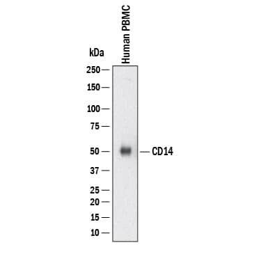 Western blot shows lysates of Human PBMC. PVDF membrane was probed with 0.5 µg/mL of Goat Anti-Human CD14 Antigen Affinity-purified Polyclonal Antibody (Catalog # AF3831) followed by HRP-conjugated Anti-Sheep IgG Secondary Antibody (Catalog # HAF016). A specific band was detected for CD14 at approximately 53 kDa (as indicated). This experiment was conducted under reducing conditions and using Western Blot Buffer Group 1.