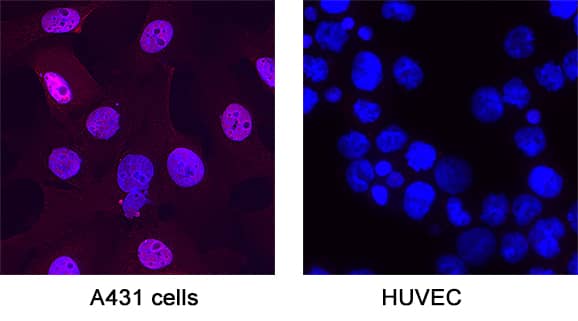 Immunocytochemistry SOX15 Antibody [Unconjugated]