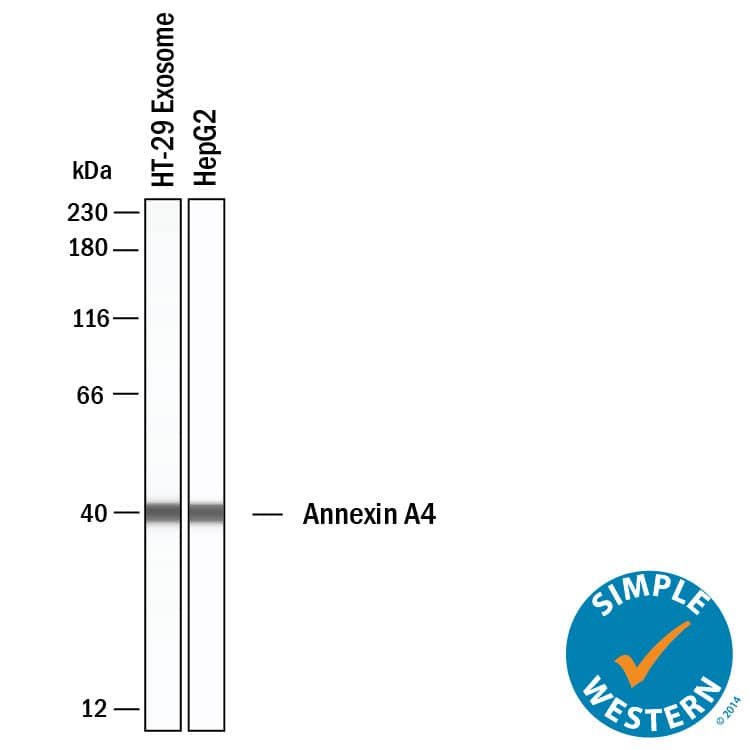 Simple Western Annexin A4 Antibody [Unconjugated]