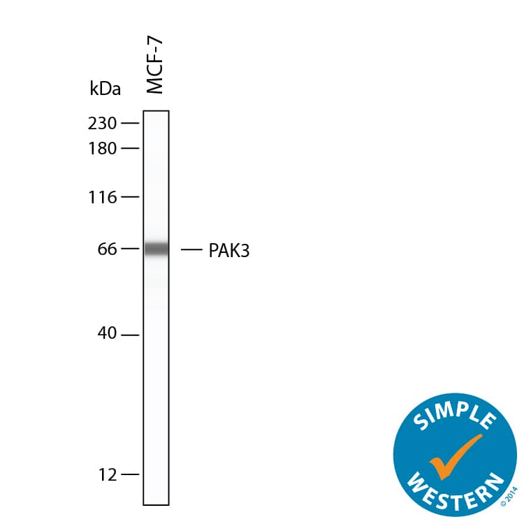 Simple Western shows lysates of MCF‑7 human breast cancer cell line, loaded at 0.5 mg/ml. A specific band was detected for PAK4 at approximately 66 kDa (as indicated) using 5 µg/mL of Goat Anti-Human/Mouse/Rat PAK4 Antigen Affinity-purified Polyclonal Antibody (Catalog # AF4178). This experiment was conducted under reducing conditions and using the 12-230kDa separation system.