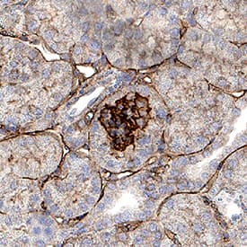 Immunohistochemistry Nephronectin Antibody [Unconjugated]