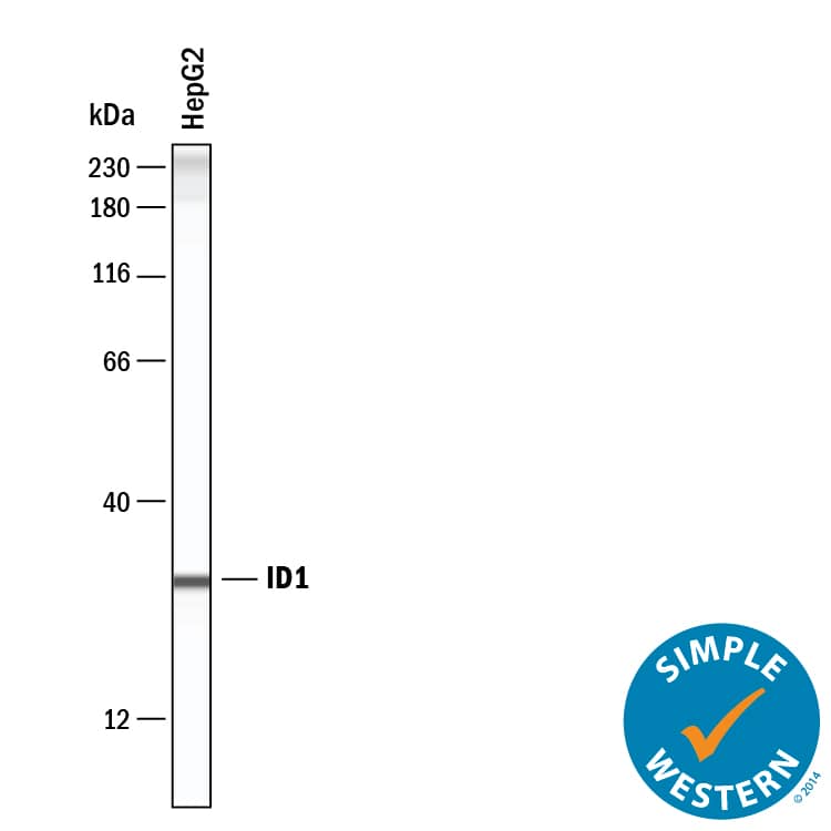 Simple Western ID1 Antibody [Unconjugated]