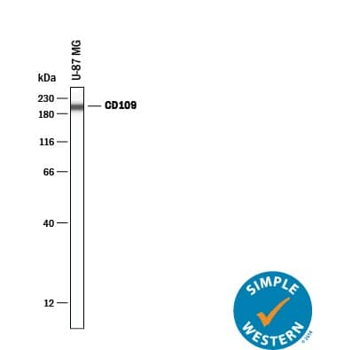 Simple Western lane view shows lysates of U‑87 MG human glioblastoma/astrocytoma cell line, loaded at 0.2 mg/mL. A specific band was detected for CD109 at approximately 161 kDa (as indicated) using 20 µg/mL of Sheep Anti-Human CD109 Antigen Affinity-purified Polyclonal Antibody (Catalog # AF4385) . This experiment was conducted under reducing conditions and using the 12-230 kDa separation system.