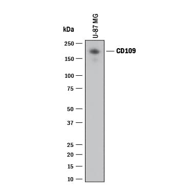 Western blot shows lysates of U‑87 MG human glioblastoma/astrocytoma cell line. PVDF membrane was probed with 0.5 µg/mL of Sheep Anti-Human CD109 Antigen Affinity-purified Polyclonal Antibody (Catalog # AF4385) followed by HRP-conjugated Anti-Sheep IgG Secondary Antibody (HAF016). A specific band was detected for CD109 at approximately 161 kDa (as indicated). This experiment was conducted under reducing conditions and using Western Blot Buffer Group 1.