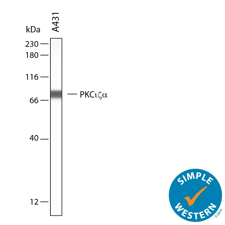 Simple Western shows lysates of A431 human epithelial carcinoma cell line, loaded at 0.5 mg/ml. A specific band was detected for PKC iota / lambda / zeta  at approximately 80 kDa (as indicated) using 10 µg/mL of Sheep Anti-Human/Mouse/Rat PKC iota / lambda / zeta  Antigen Affinity-purified Polyclonal Antibody (Catalog # AF4465). This experiment was conducted under reducing conditions and using the 12-230kDa separation system.